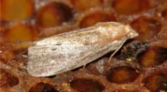 Воскова моль улет і боротьбу з нею